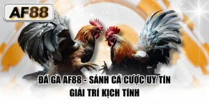 Đá gà AF88
